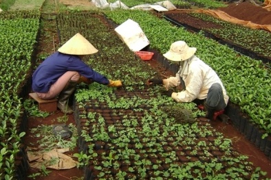 Giống tiêu lạ từ Amazon 'hút hồn' nông dân